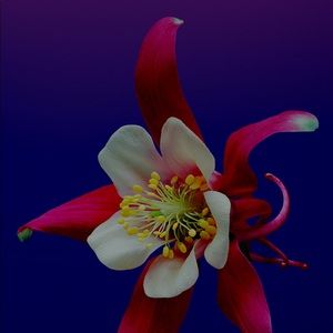 Meet your Posher, Phuong